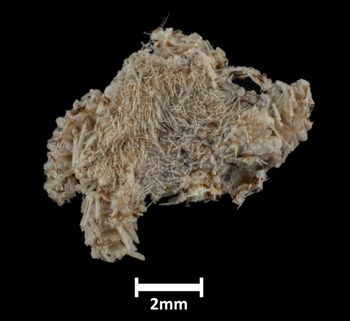 Media type: image;   Invertebrate Zoology OPH-1950 Description: Top down view of single ophiuroid specimen, arms mostly missing, with a scale bar.;  Aspect: dorsal